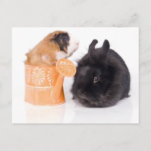 konijn en cavia briefkaart