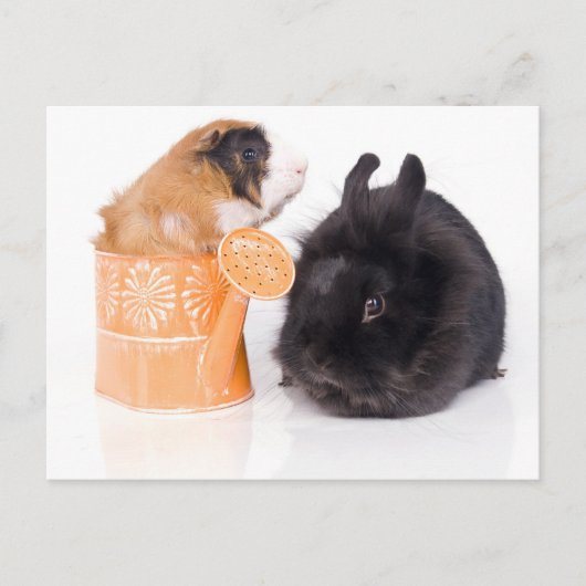 konijn en cavia briefkaart (Voorkant)