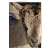 Konijn en geit (Voorkant)