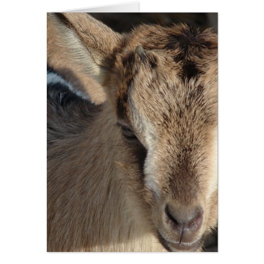 Konijn en geit (Voorkant)