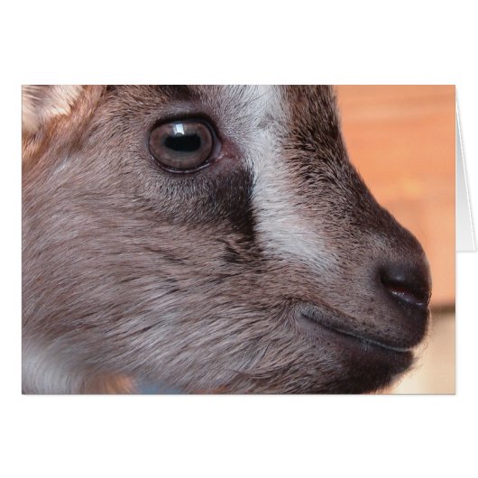 Konijn en geit (Voorkant Horizontaal)