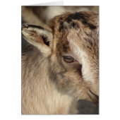 Konijn en geit (Voorkant)