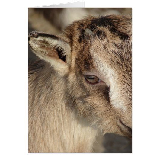 Konijn en geit (Voorkant)