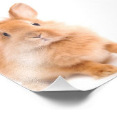 konijn foto afdruk (Hoek)