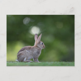 Konijn Foto Briefkaart