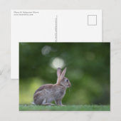 Konijn Foto Briefkaart (Voorkant / Achterkant)