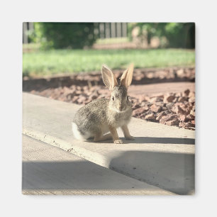 konijn foto Pasen lente Magneet