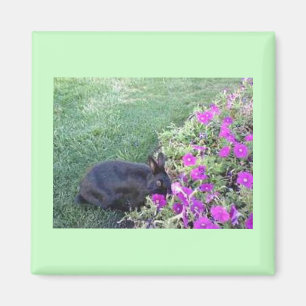 Konijn in de tuin magneet