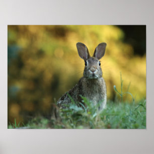 Konijn in gras poster