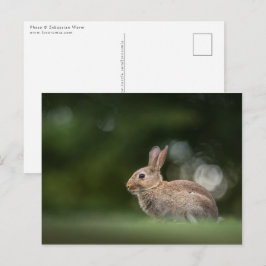 Konijn Natuur Foto Briefkaart