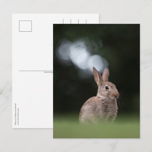 Konijn Natuur Foto Briefkaart (Voorkant / Achterkant)