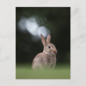 Konijn Natuur Foto Briefkaart (Voorkant)