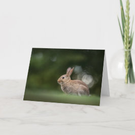 Konijn Natuur Foto Kaart
