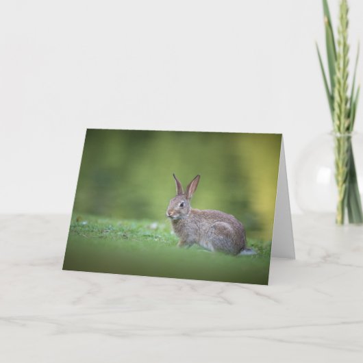 Konijn Natuur Foto Kaart (Voorkant)