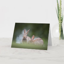Konijn Natuur Foto