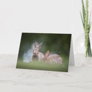 Konijn Natuur Foto Kaart