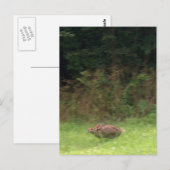 Konijn op de vlucht briefkaart (Voorkant / Achterkant)