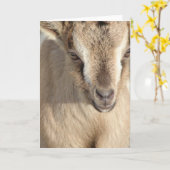 Konijn van de alpiene geit kaart (Gele Bloem)