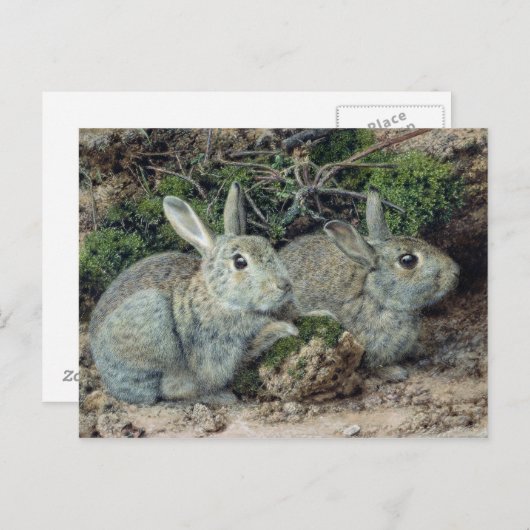 Konijnen Briefkaart (Voorkant / Achterkant)