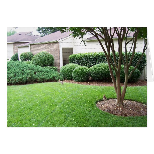 Konijnen die op gras spelen (Voorkant Horizontaal)