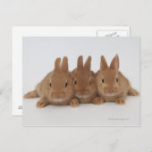 Konijnen, Nederland. Briefkaart (Voorkant / Achterkant)