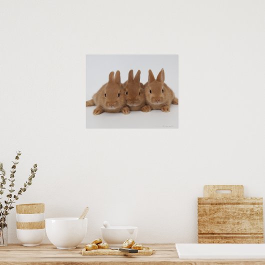 Konijnen, Nederland. Poster (Keuken)