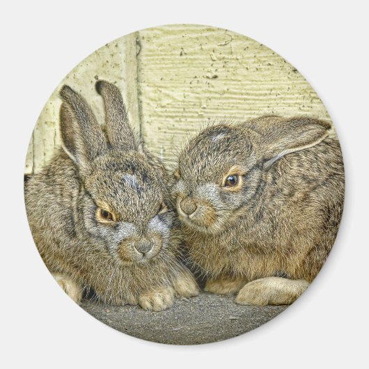 Konijnenbaby's (wilde) magneet (Voorkant)