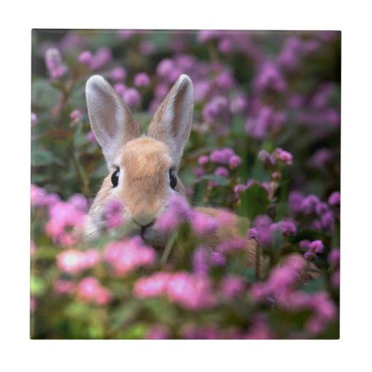 Konijnenboerderij Tegeltje (Voorkant)