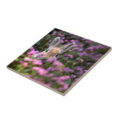 Konijnenboerderij Tegeltje (Zijkant)