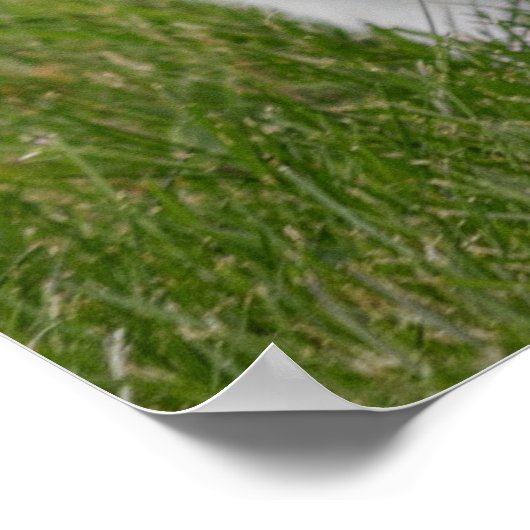 konijnenbunny poster (Hoek)