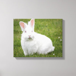 konijnenfoto canvas afdruk