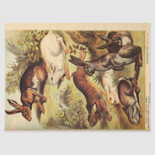 konijnenhaas Bunny Ephemera Decoupage Tissuepapier (Voorkant)