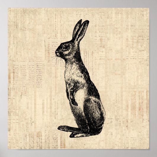 konijnenillustratie Oude Fashioned Bunny Poster (Voorkant)