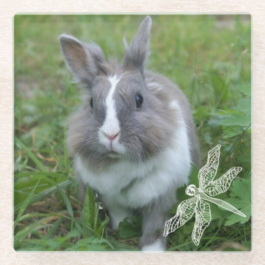 konijnenkonijn glazen onderzetter (Voorkant)