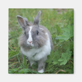 konijnenkonijn magneet (Voorkant)