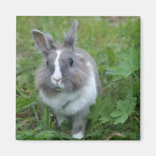 konijnenkonijn magneet