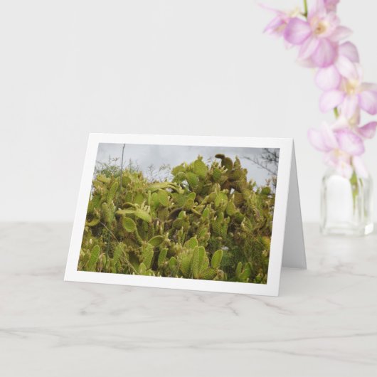 Konijnenoorcactus, Opuntia microdasys Kaart (Orchidee)