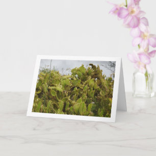 Konijnenoorcactus, Opuntia microdasys Kaart