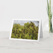 Konijnenoorcactus, Opuntia microdasys Kaart (Voorkant)