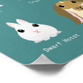 konijnenrassen poster (Hoek)