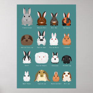 konijnenrassen poster