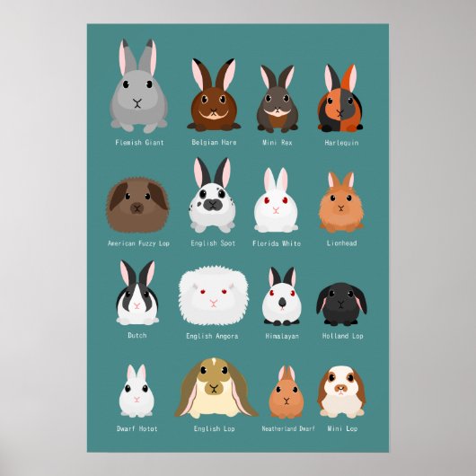 konijnenrassen poster (Voorkant)
