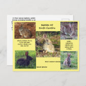 Konijnensoort uit South Carolina Briefkaart (Voorkant / Achterkant)