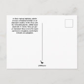 Konijnensoort uit South Carolina Briefkaart (Achterkant)