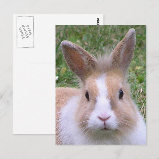 konijntje briefkaart (Voorkant / Achterkant)