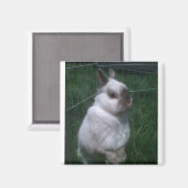 Konijntje Vierkante Magneet (Voorkant / Achterkant)