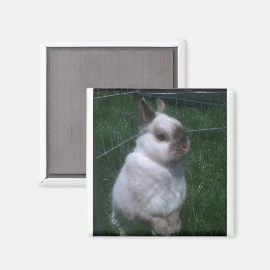 Konijntje Vierkante Magneet (Voorkant / Achterkant)