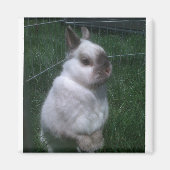 Konijntje Vierkante Magneet (Voorkant)