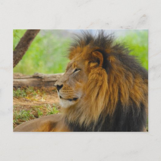 koning briefkaart (Voorkant)