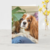 Koning Charles Cavalier Groetkaart Kaart (Gele Bloem)
